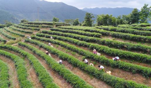 监测合格率975%以上 我国绿色农产品供给能力稳步增强